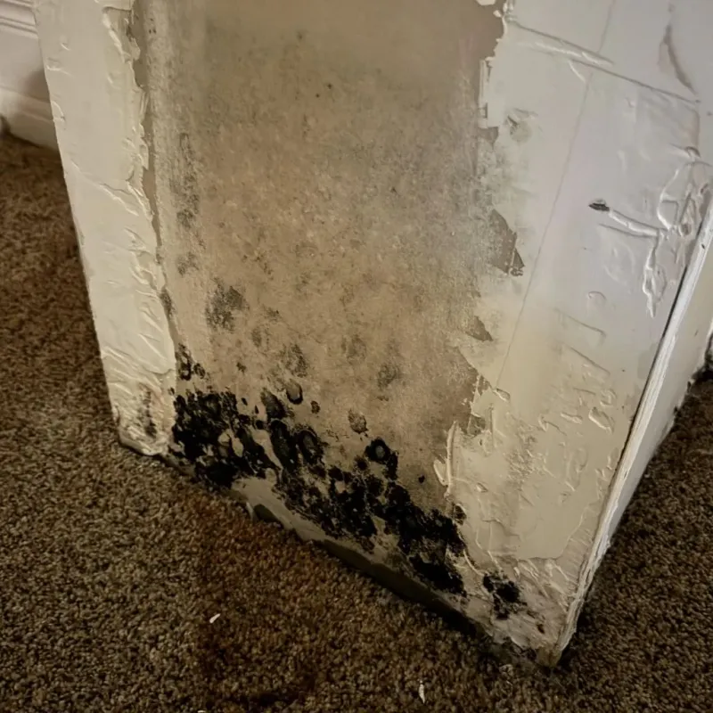 Professional Mold Removal in Ashland County, OH